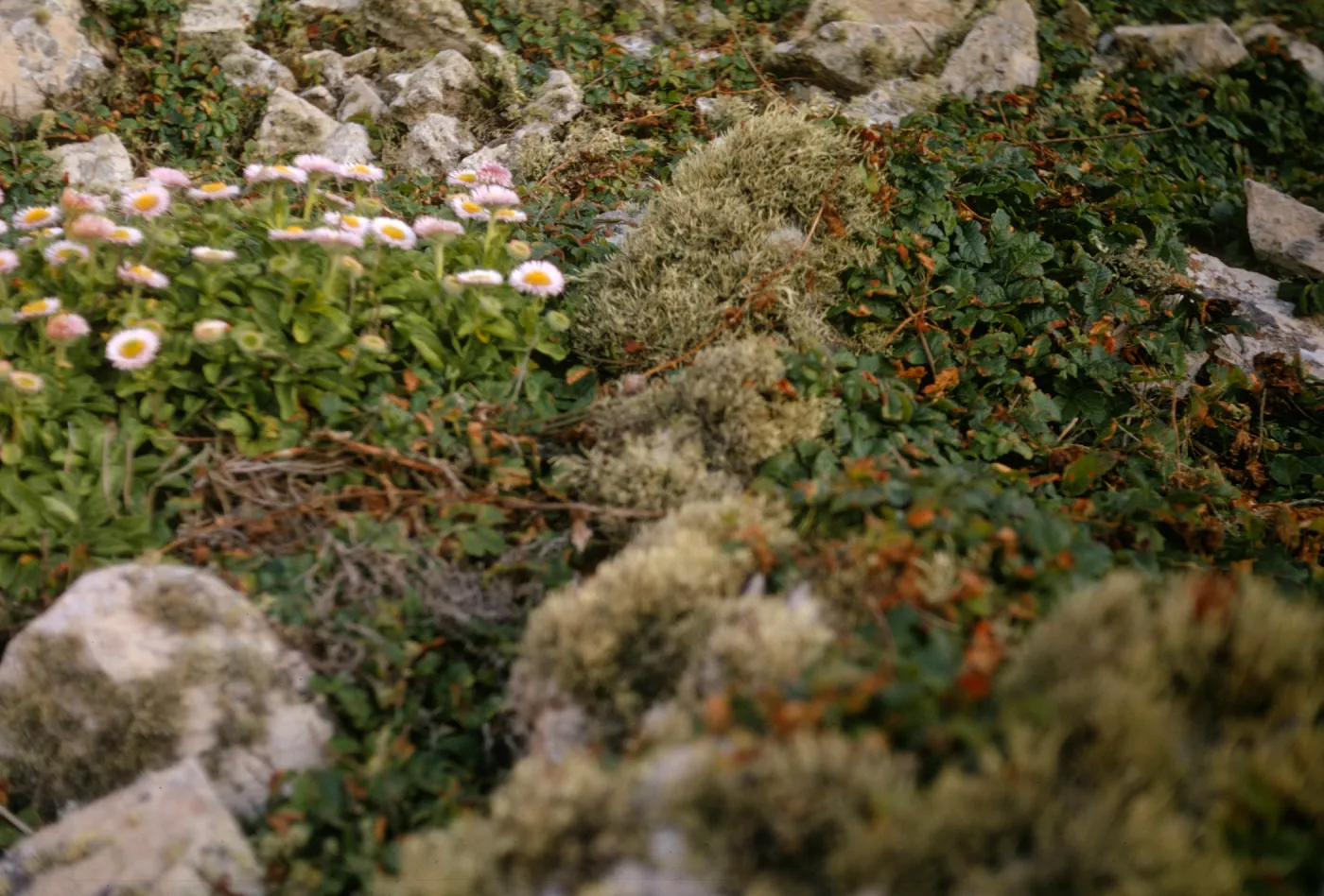 San Miguel Island, Toxicodendron