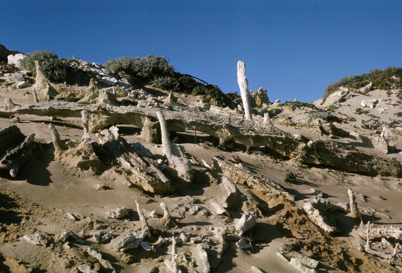 San Miguel Island caliche forest, fossil concretions