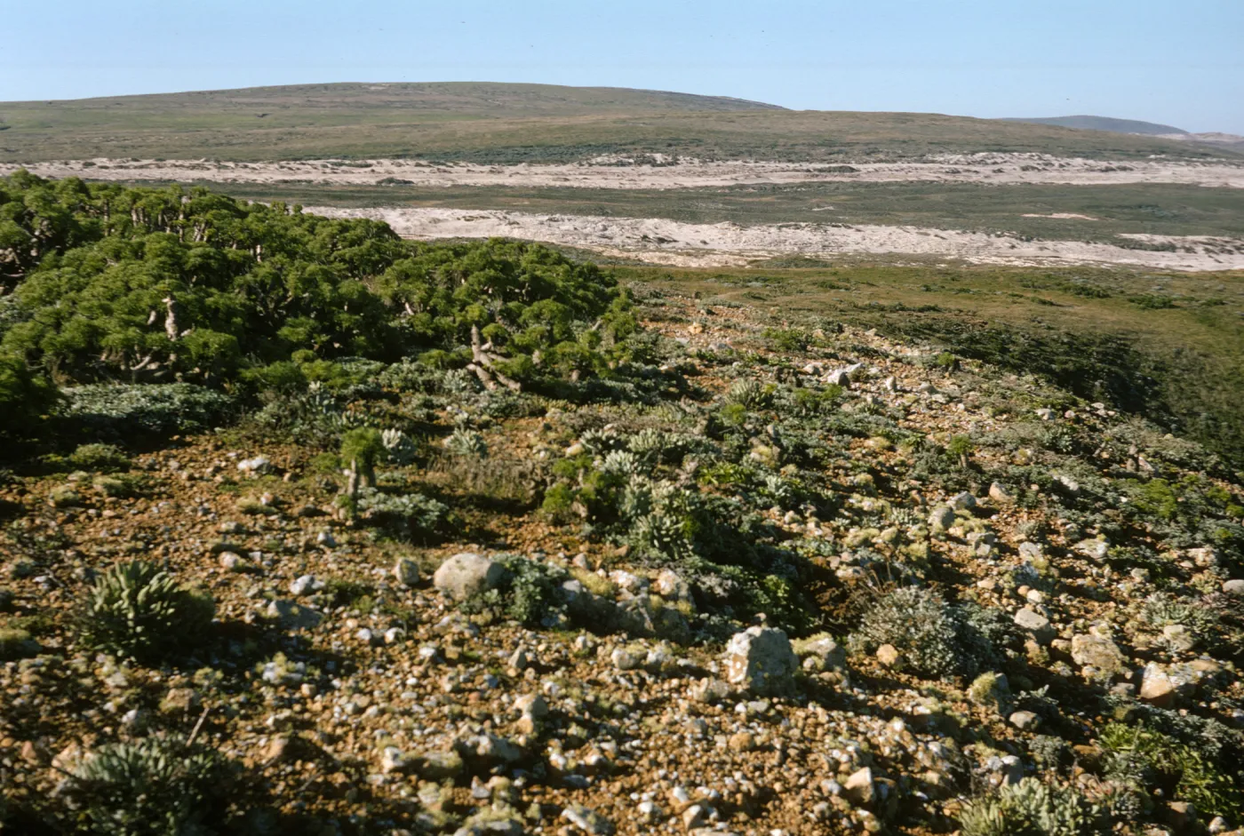 San Miguel Island (liveforevers)