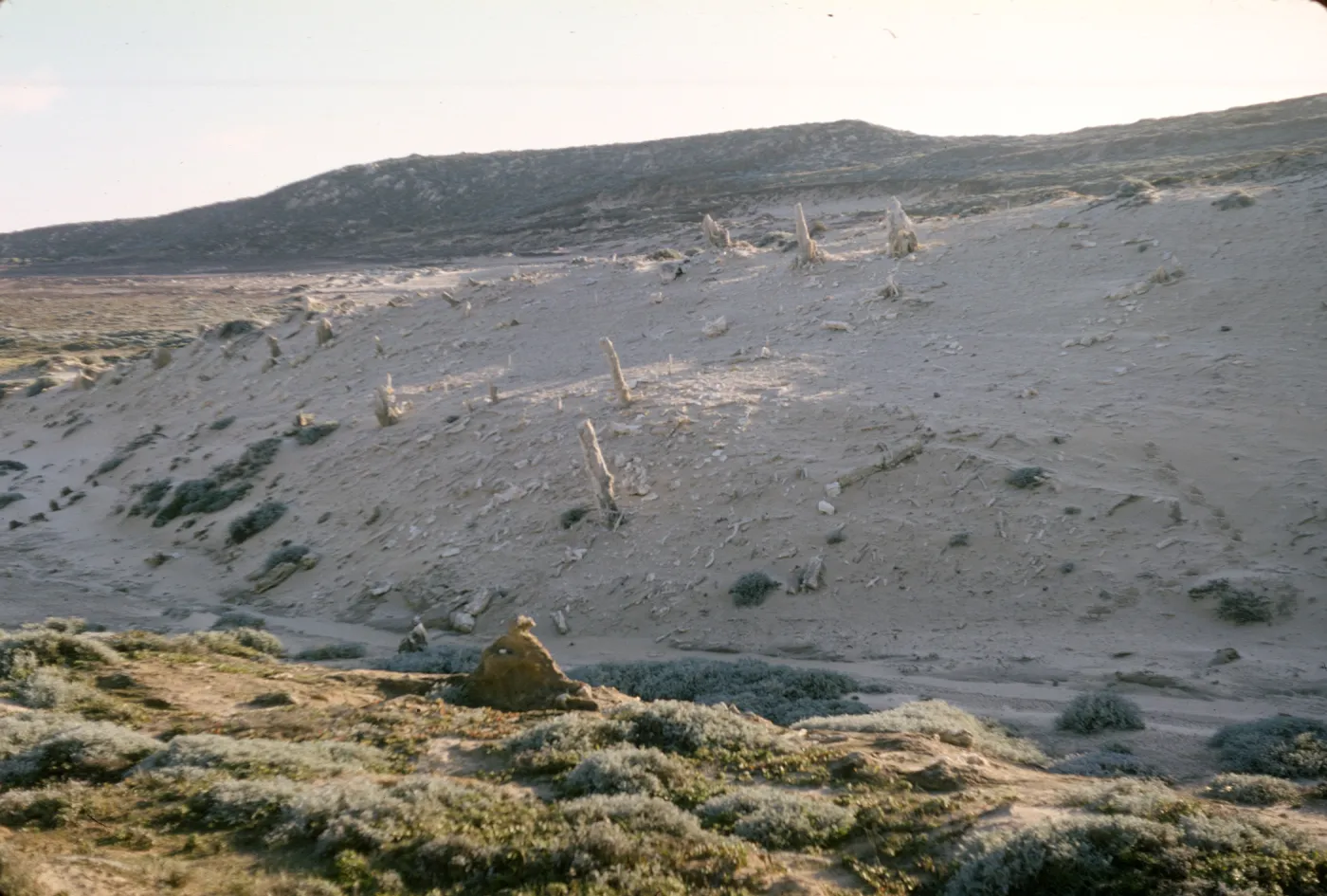 Concretions on San Miguel Island