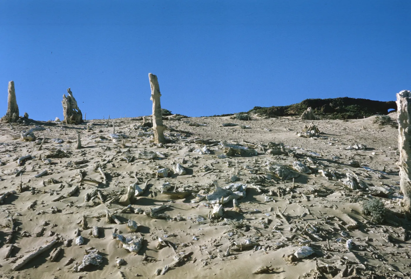 Concretions on San Miguel Island