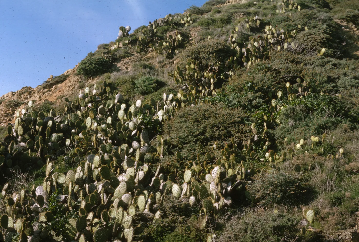 Opuntia (Prickly-pear), San Miguel Island