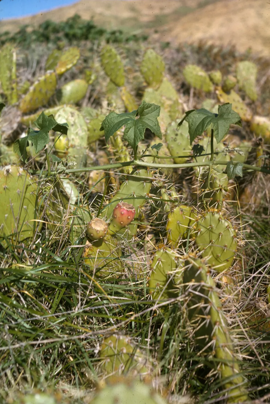 Opuntia O602 (Prickly-pear), San Miguel Island