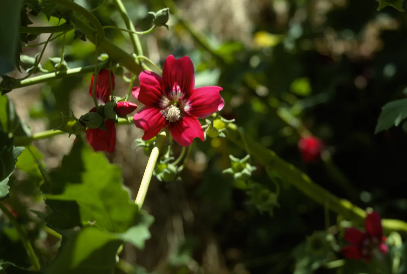 Lavatera flower, San Miguel Island