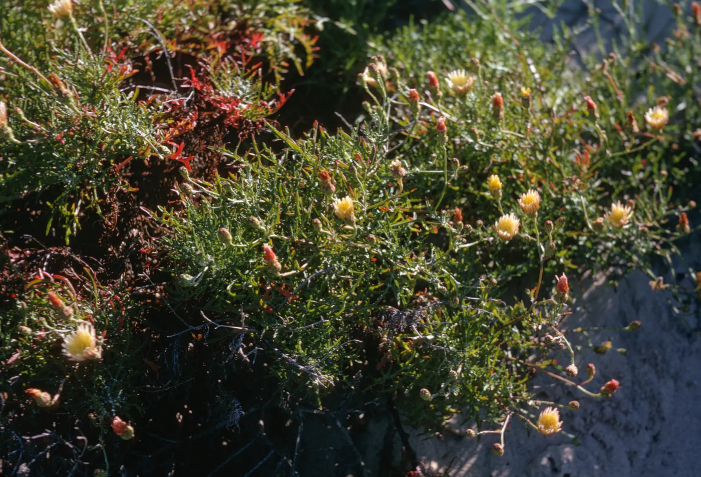 Malacothrix hybrid #4, San Miguel Island