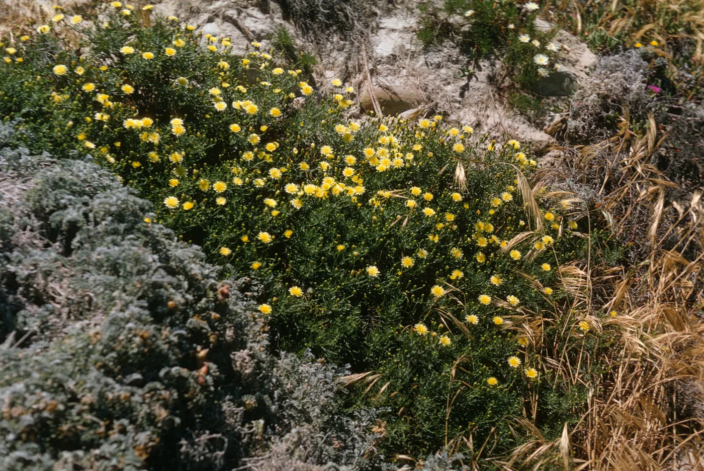 second hybrid Malacothrix site, San Miguel Island