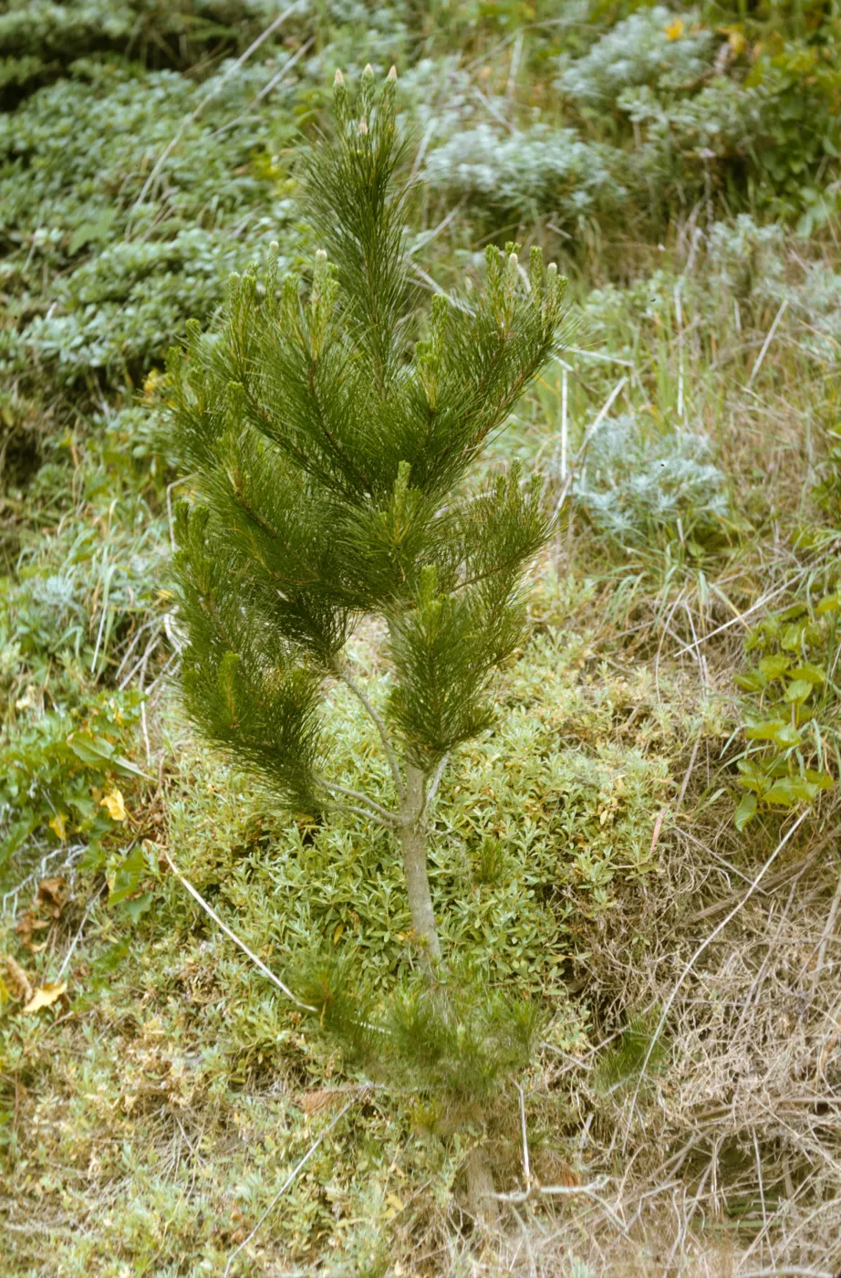 planted pines, San Miguel Island