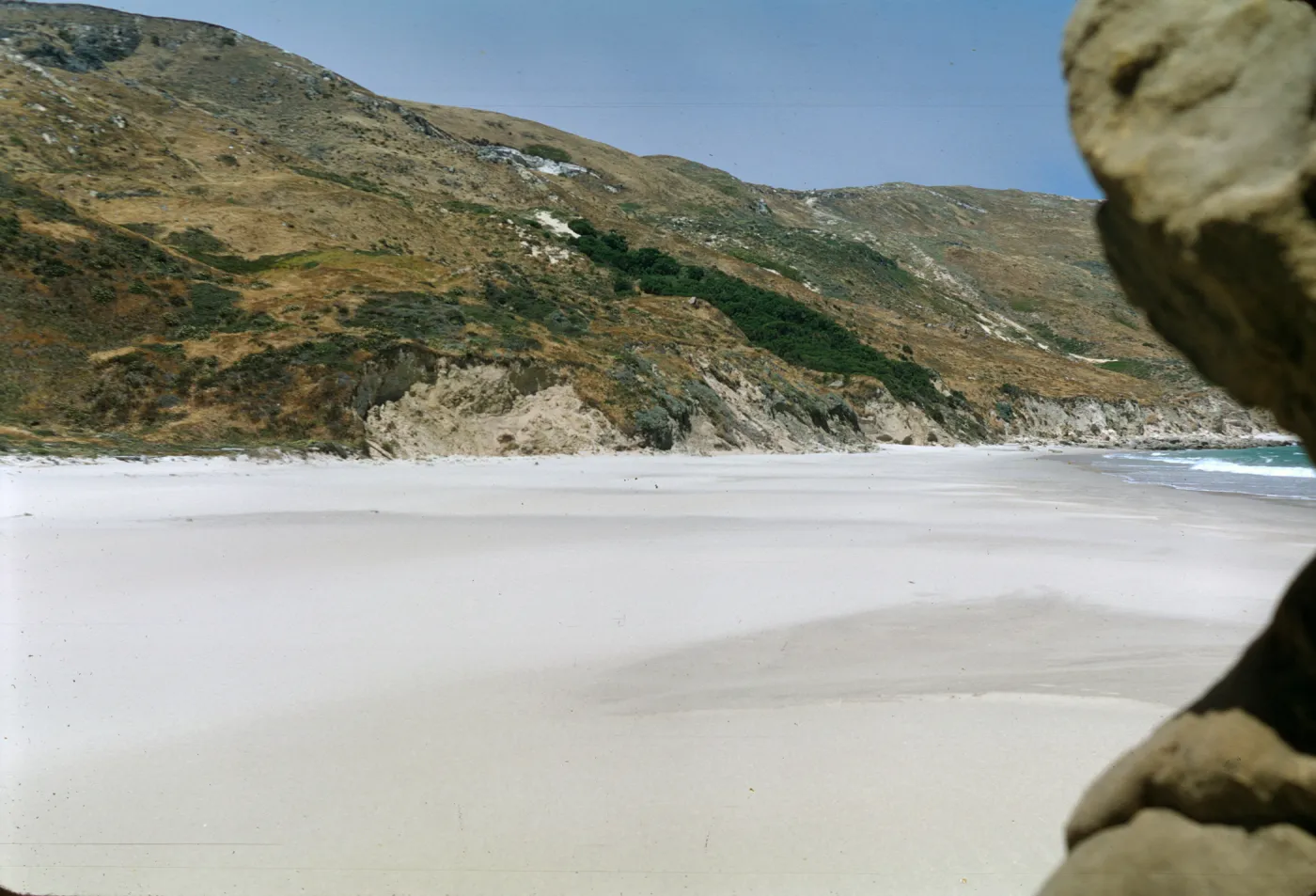 Malacothrix hybrid site, San Miguel Island