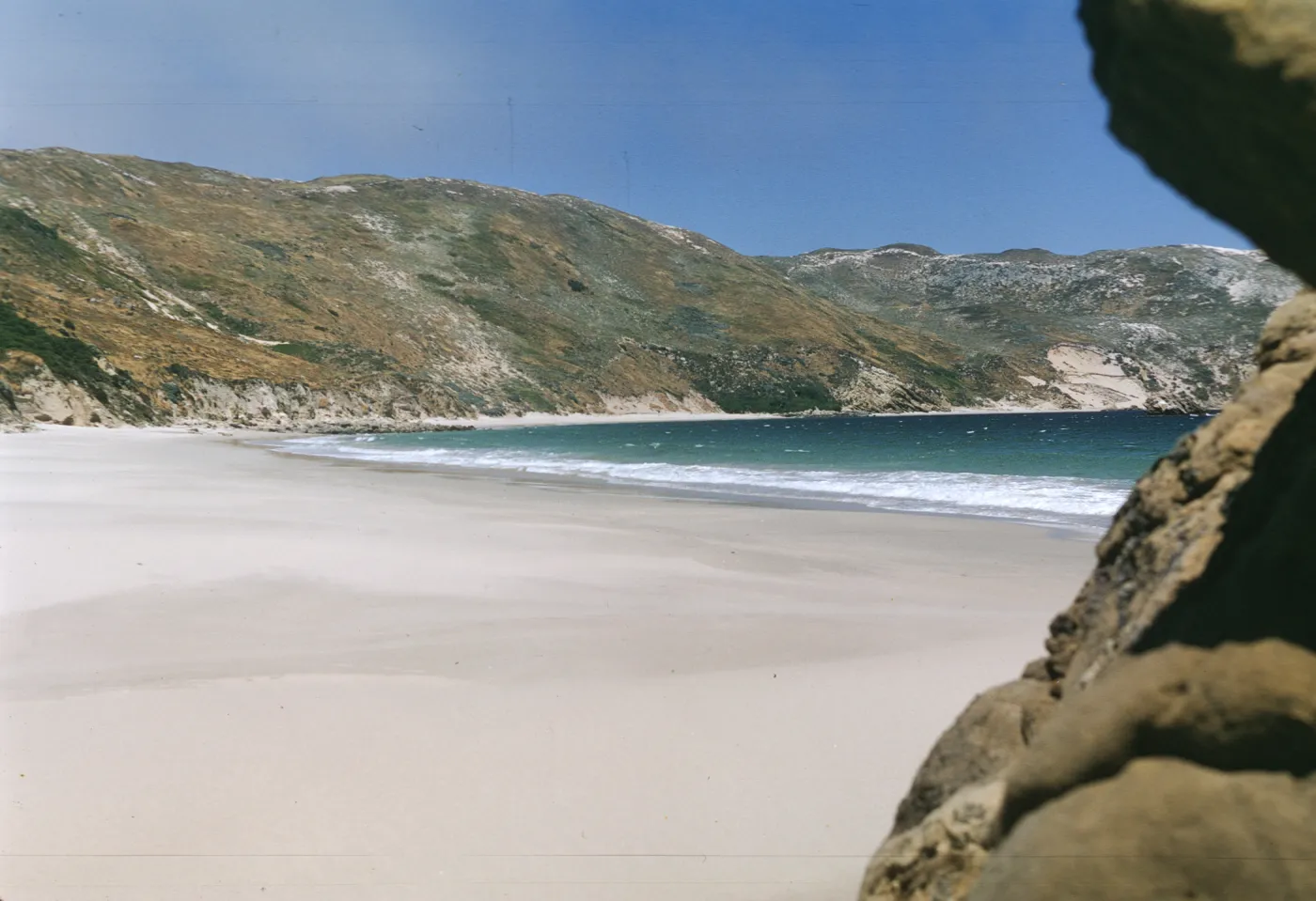 Malacothrix hybrid site, San Miguel Island