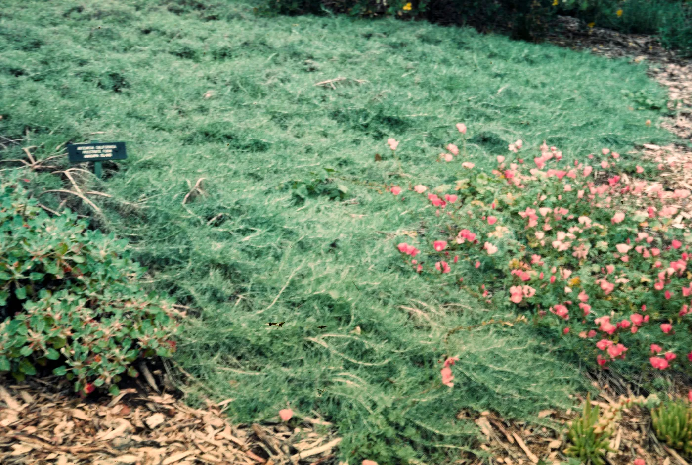 Artemisia californica from San Miguel Island
