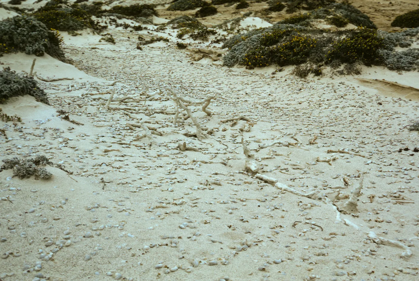 Concretions on San Miguel Island