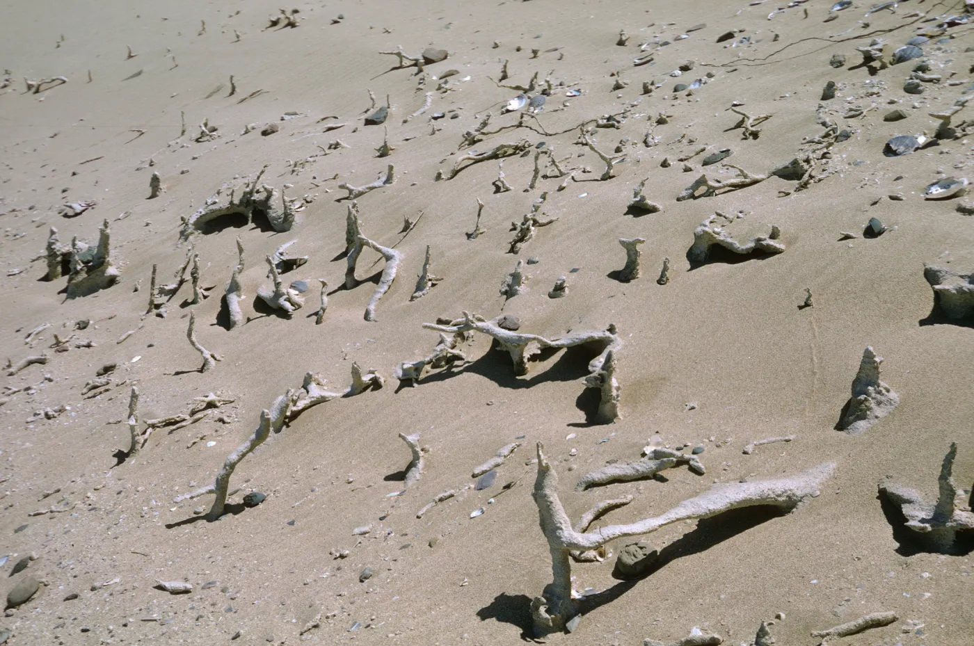 Root concretions on San Nicolas Island