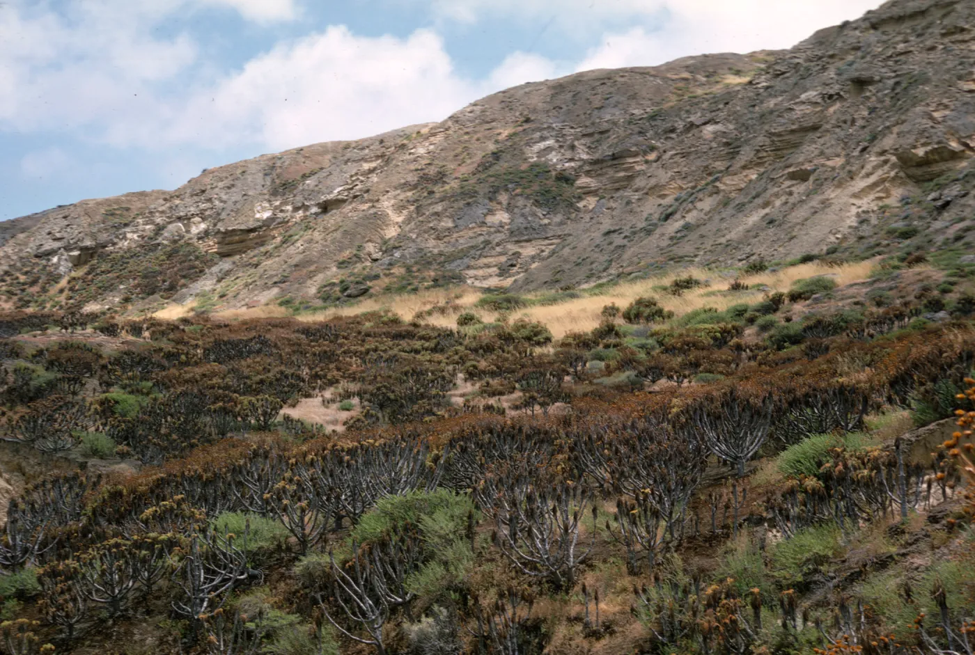 Coreopsis on San Nicolas Island