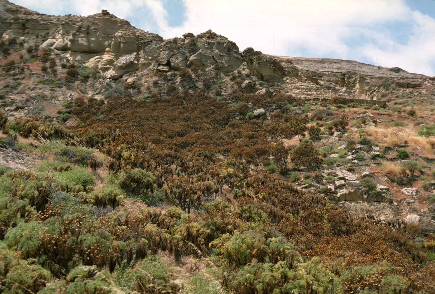 Coreopsis woodland on San Nicolas Island