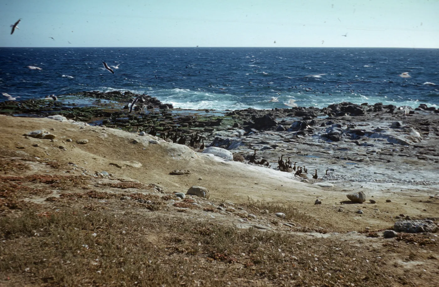 Cormorants on San Nicolas Island
