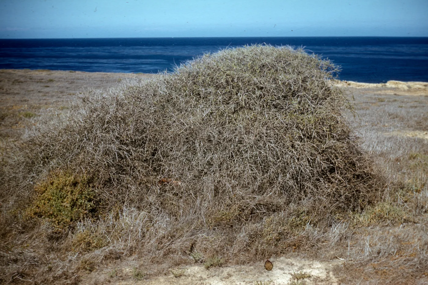 Lycium californicum on San Nicolas Island