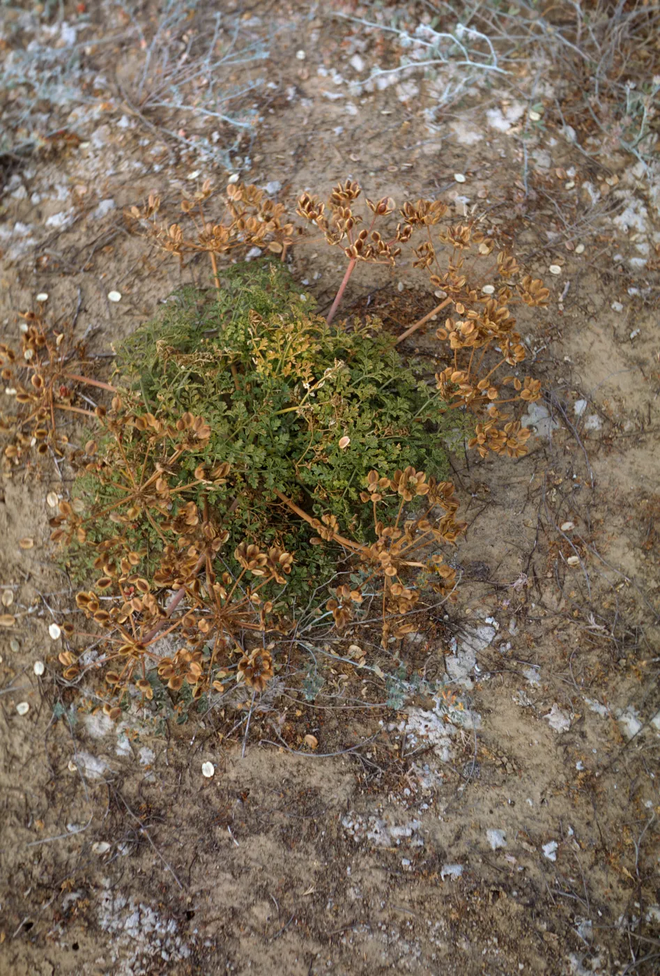 Lomatium insulare, San Nicolas Island
