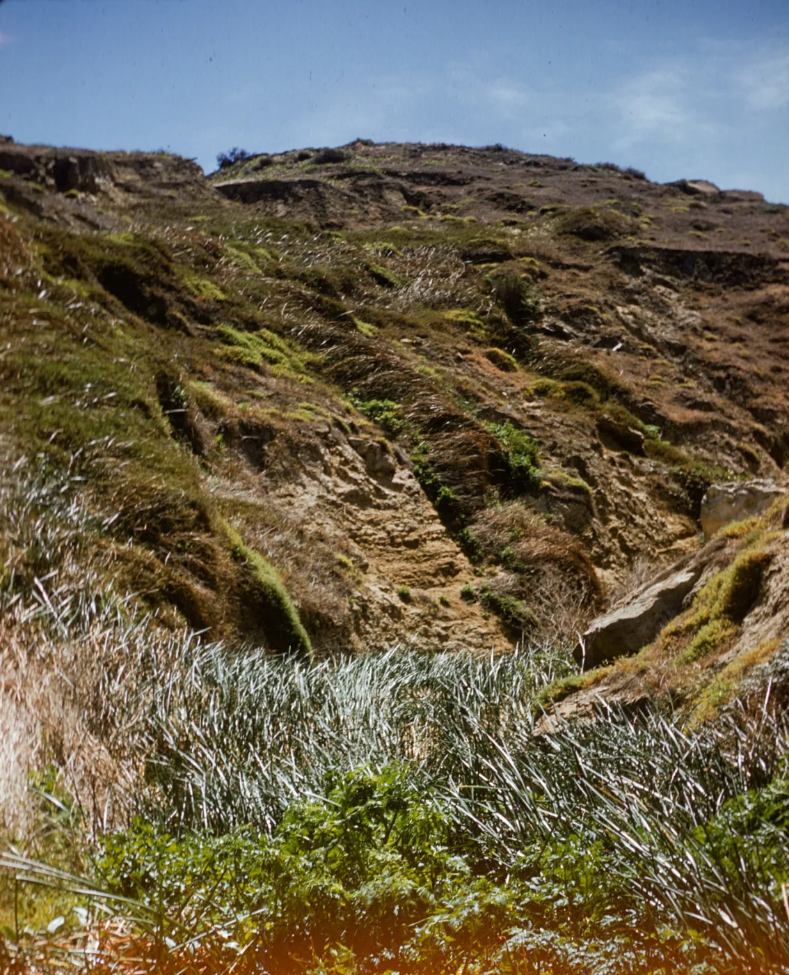 Tule Canyon, San Nicolas Island