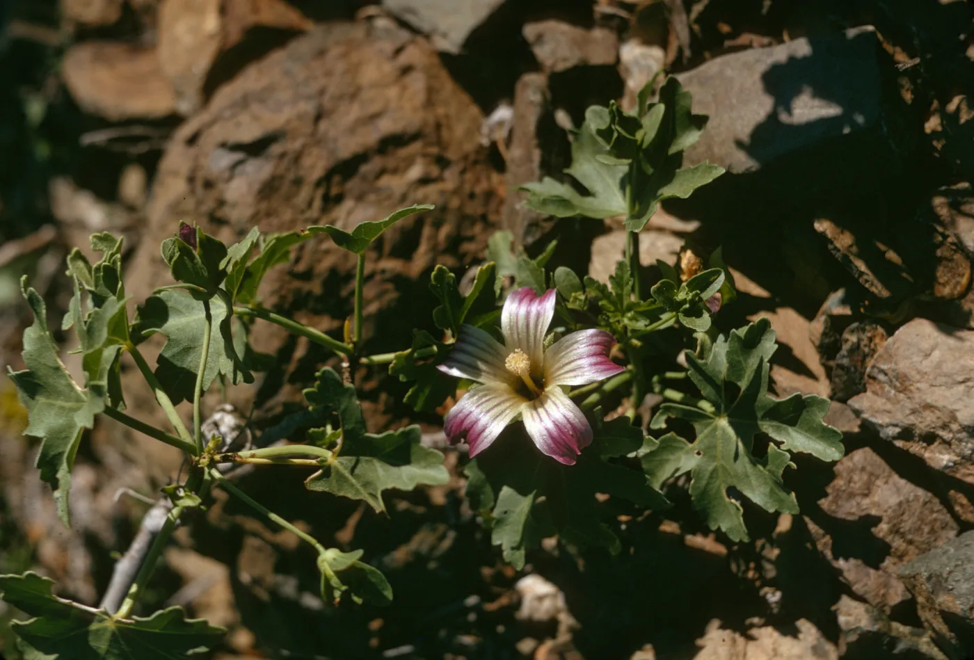 Lavatera venosa on San Benito Island