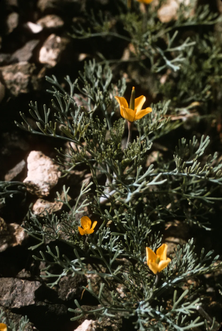 Eschscholzia ramosa on East San Benito Island