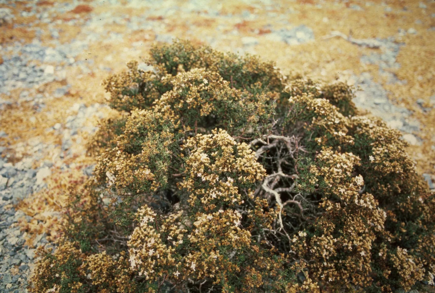 Frankenia palmeri on East San Benito Island