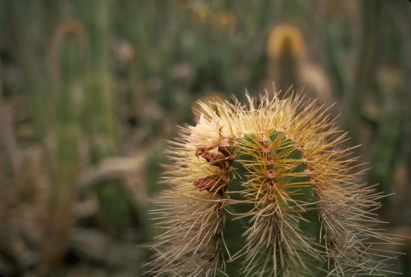 Lophocereus schottii on East San Benito Island