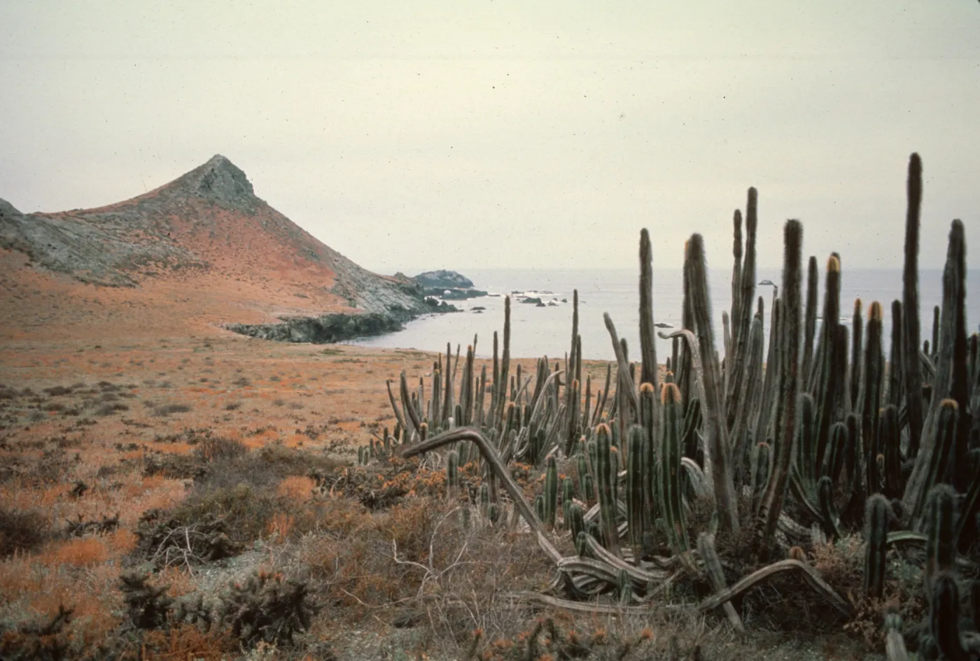 Lophocereus schottii on East San Benito Island