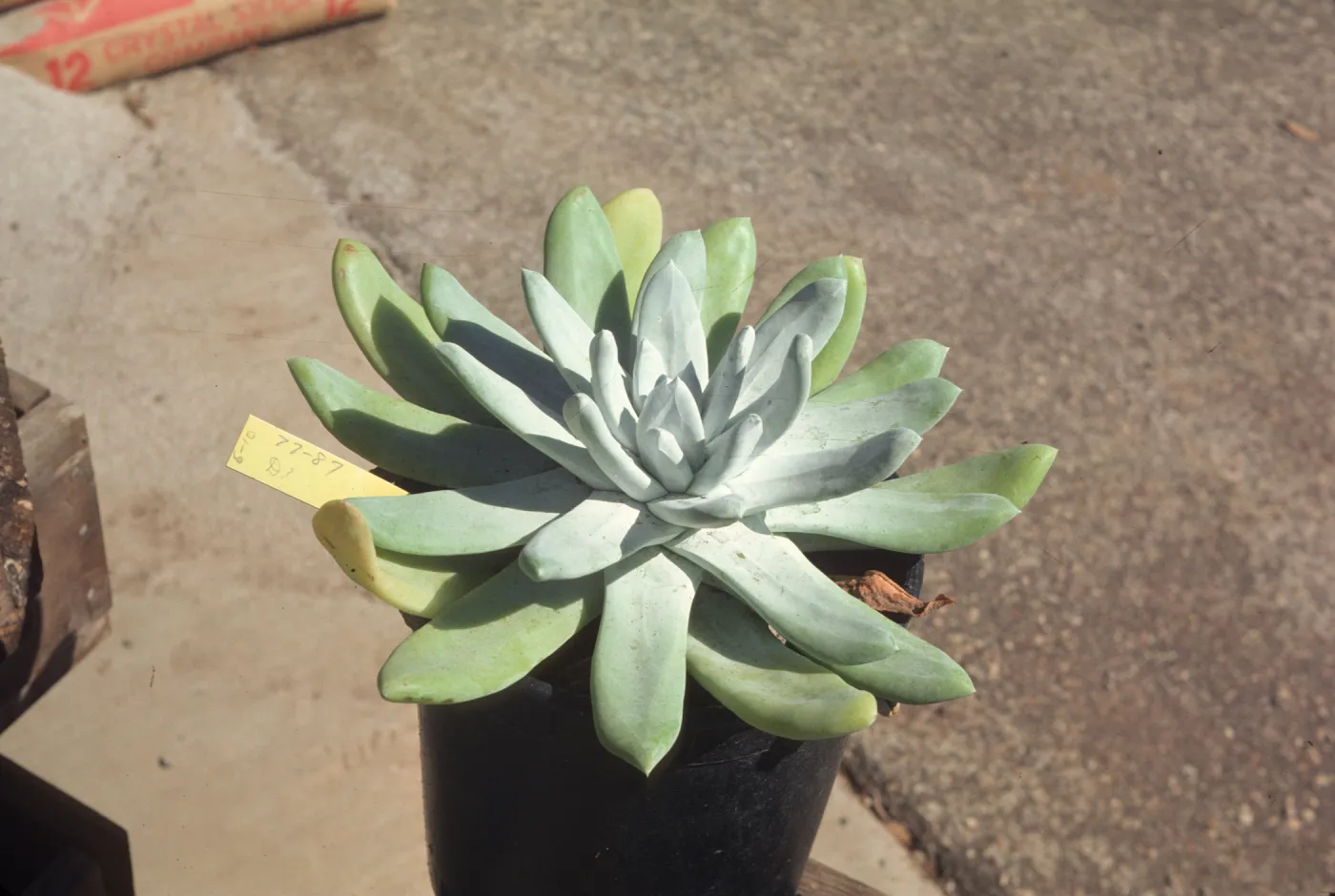Dudleya from Cedros Island