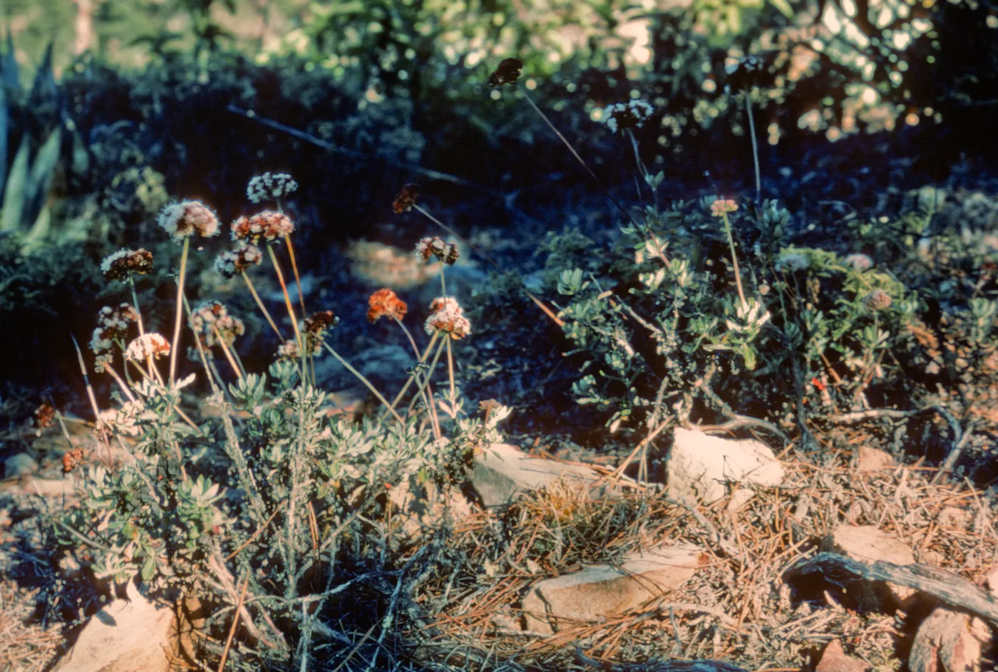 Eriogonum (wild buckwheat) , North end of Isla de Cedros