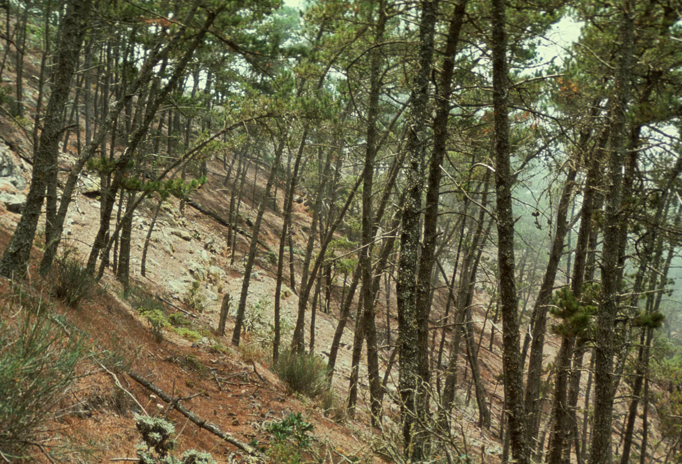 Dudleya in center of pine forest, Cedros Island