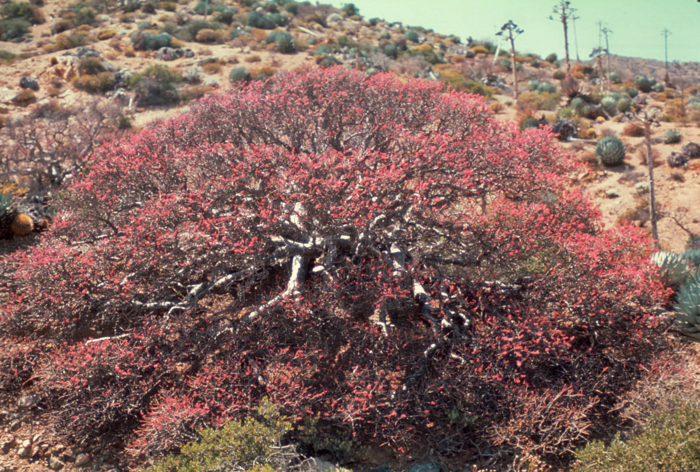 Pachycormus in bloom, Isla de Cedros