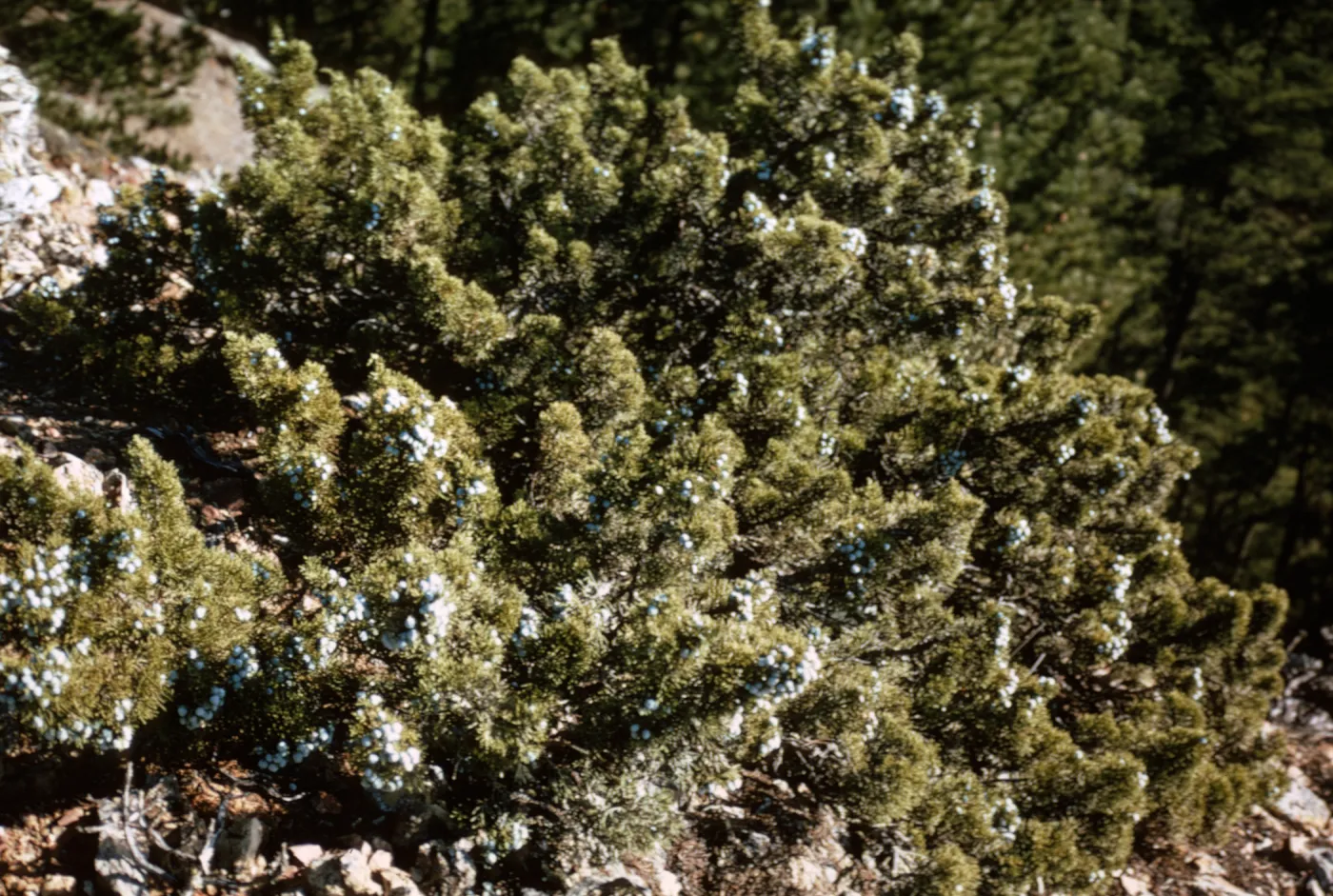 Juniperus californica in northern pines, Isla de Cedros