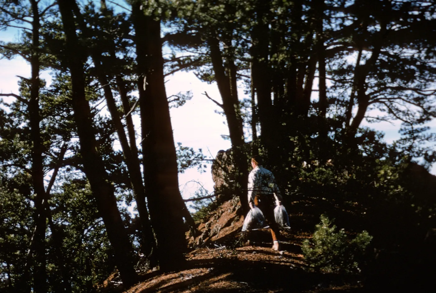 northern pines, Isla de Cedors