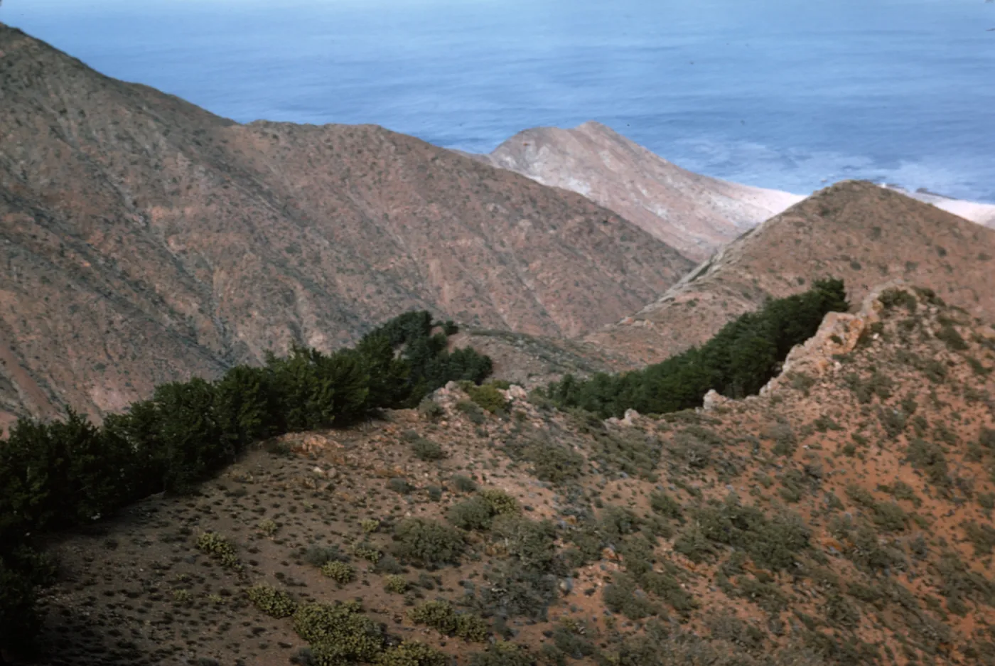 Northern Pines, Isla de Cedros