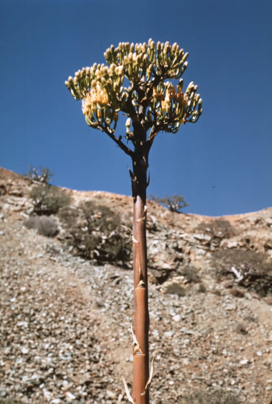 Agave,(Century Plant) Isla de Cedros