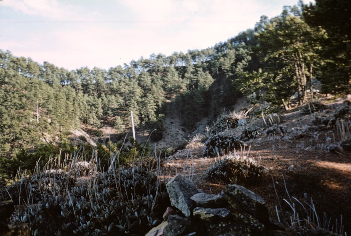  Eriogonum molle and Northern Pines, head of Canada Mina, Isla de Cedros