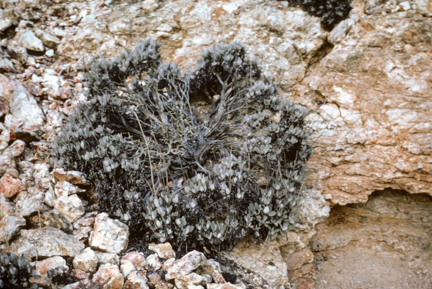 Eriogonum Molle, Isla de Cedros