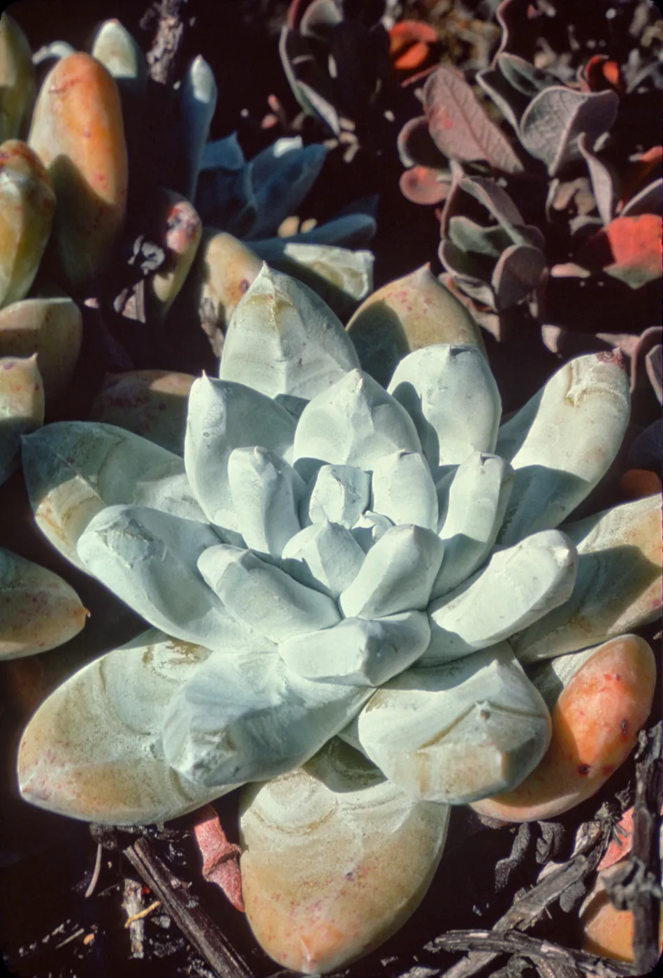 Dudleya pachyphytum, Isla de Cedros
