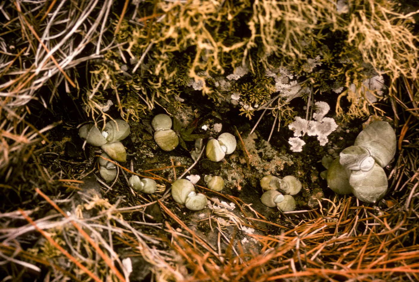 young Dudleya pachyphytum, Isla de Cedros