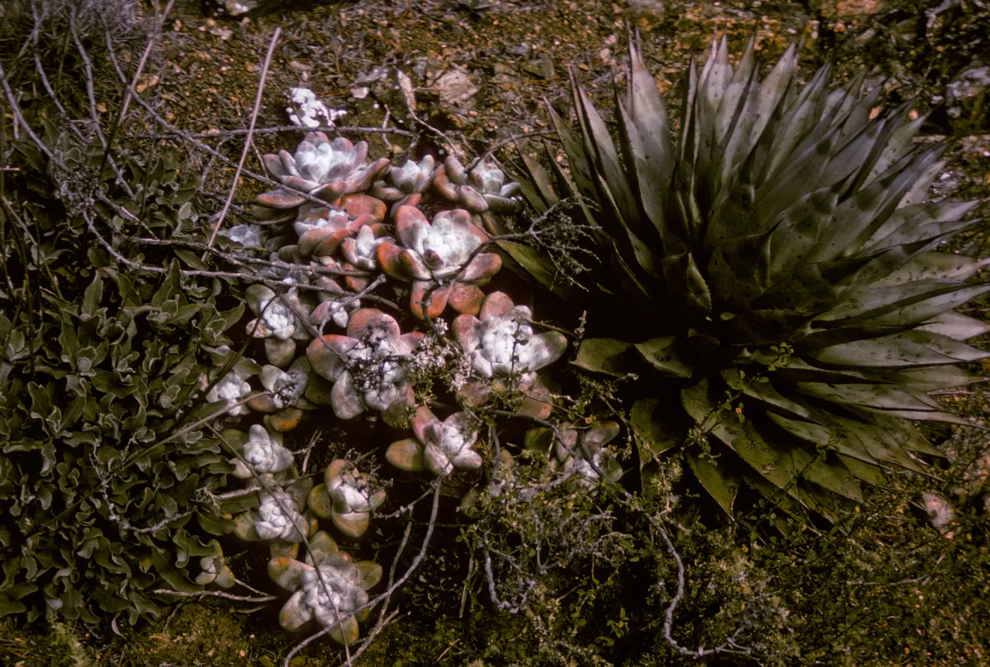 Dudleya pachyphytum, Type Hump, Cedros Island