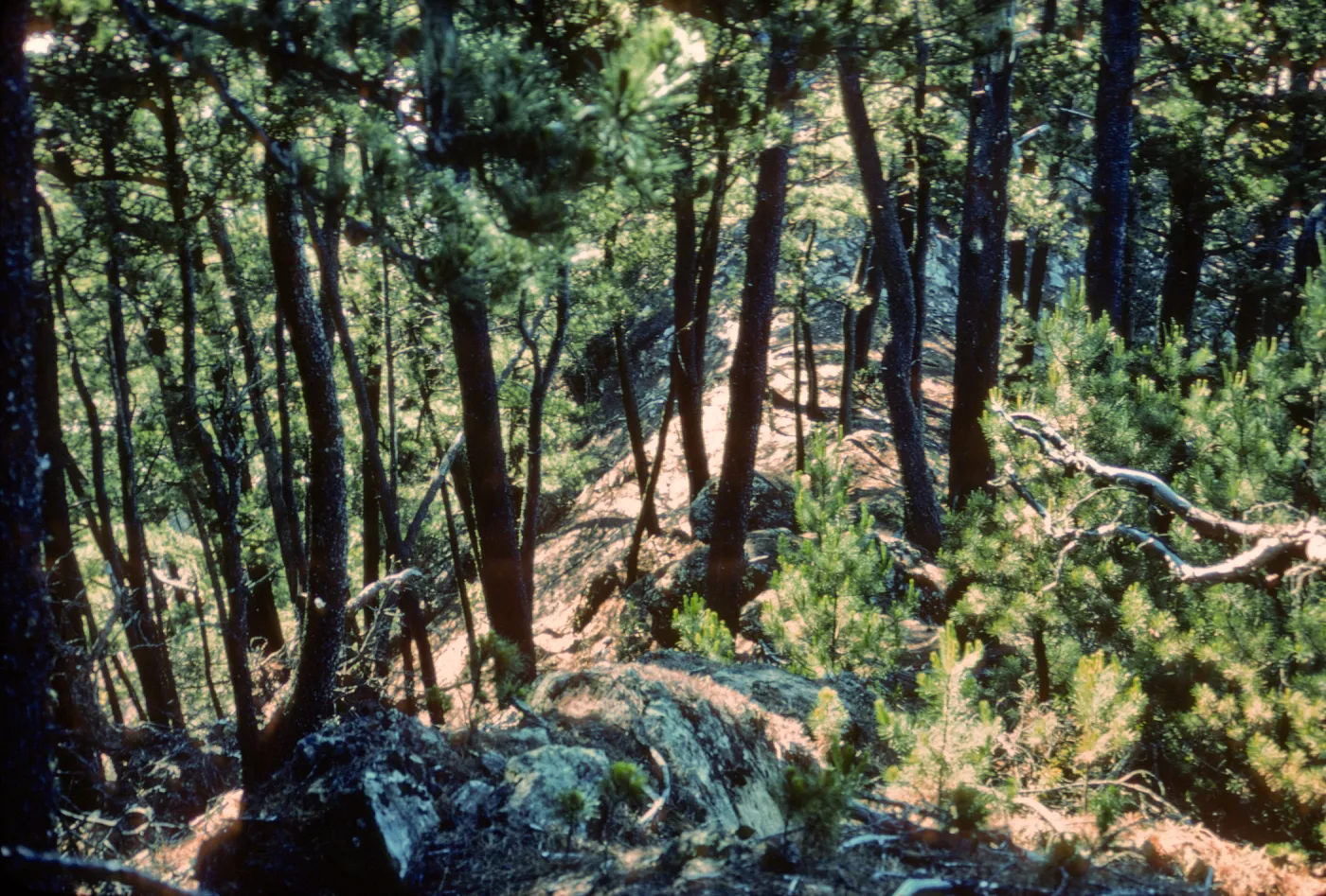 Pines, north end, Isla de Cedros