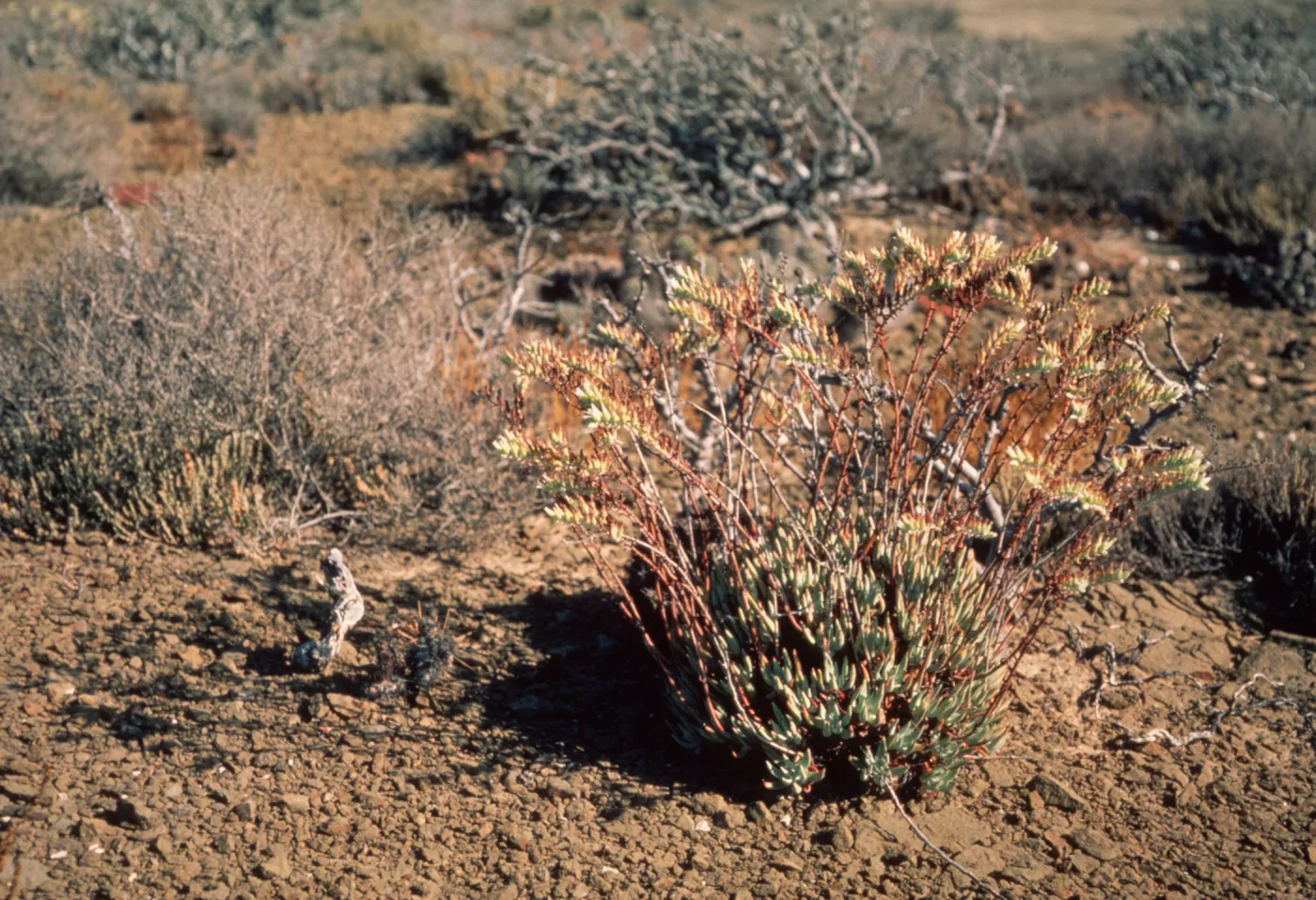 Dudleya albiflora, Natividad Island