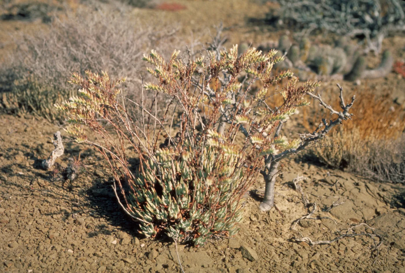 Dudleya albiflora 