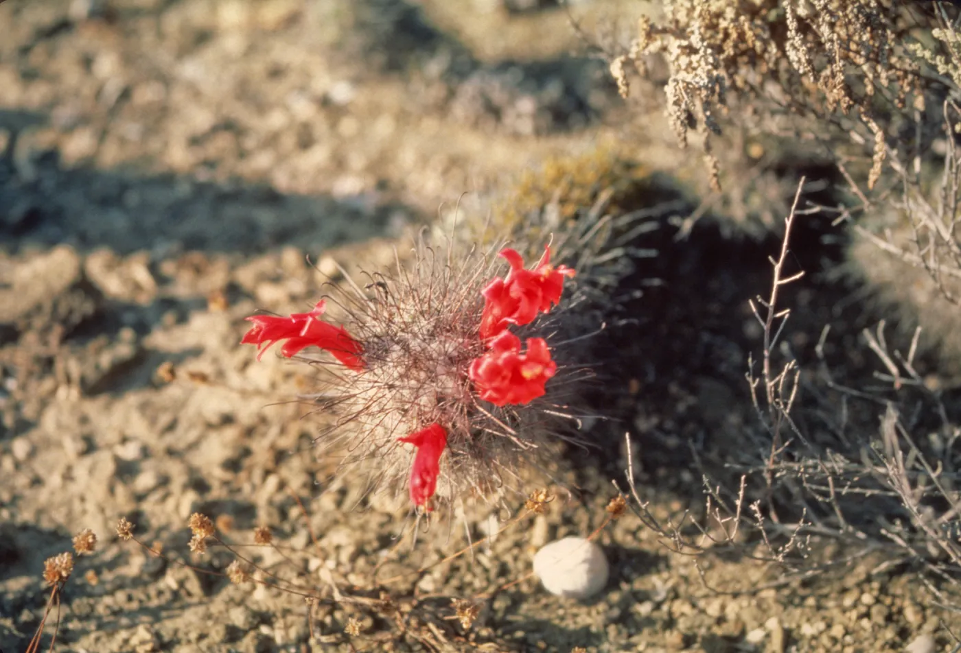 Cochemiea flowers