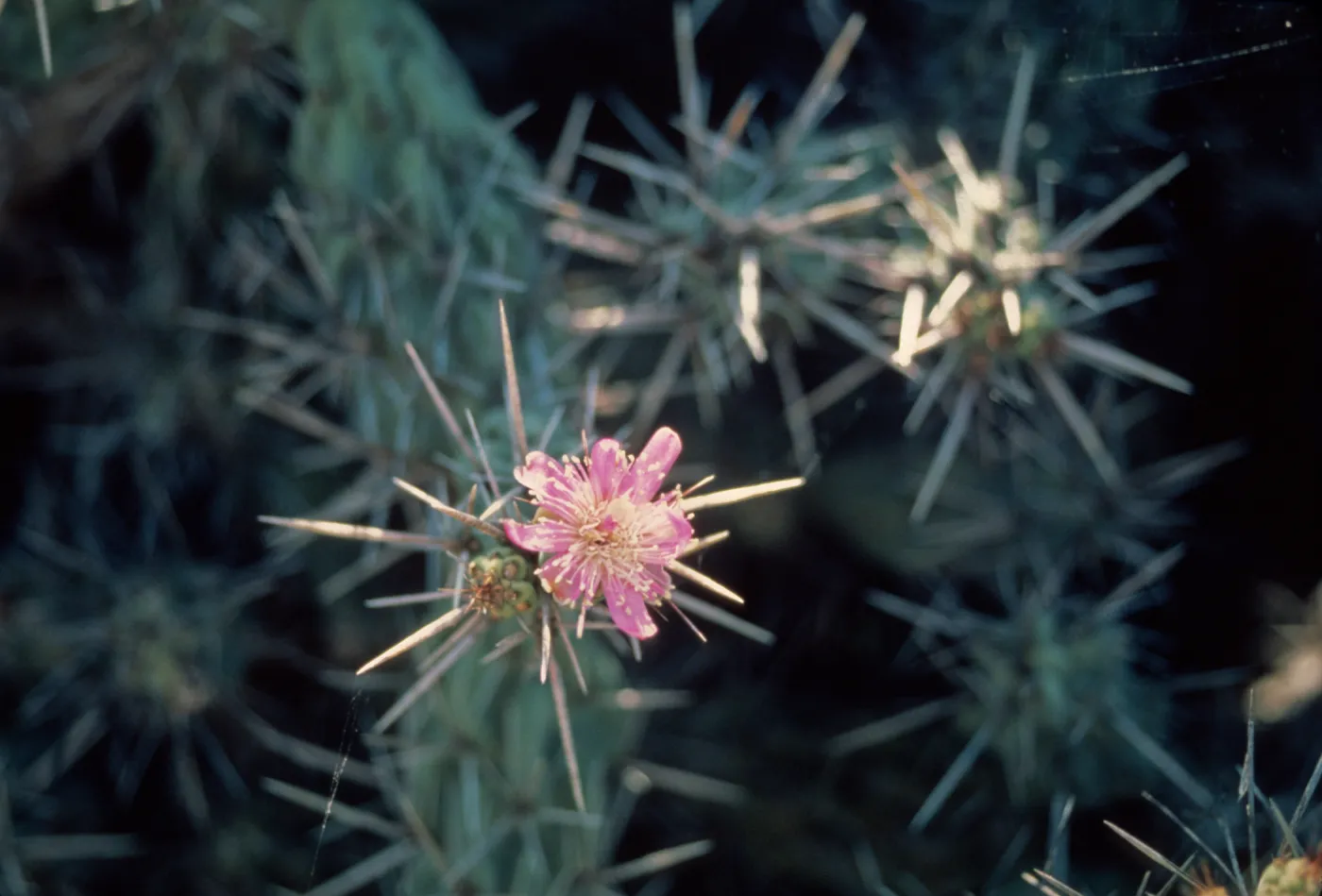 Opuntia flower (Prickly-pear), Natividad Island