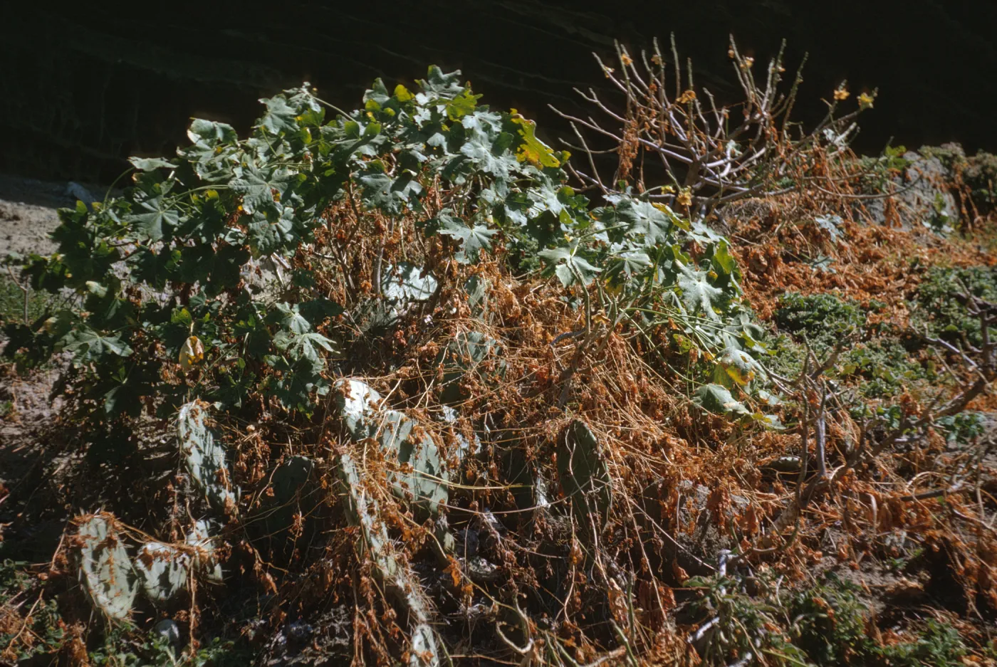 Lavatera, South Coronados Island