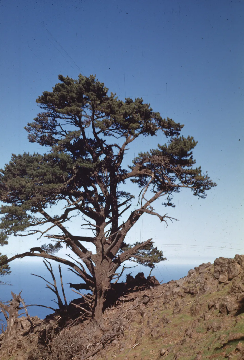 Pinus radiata var. binata, Guadalupe Island