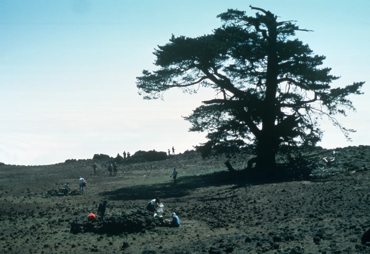 Pinus radiata var. binata, Guadalupe Island