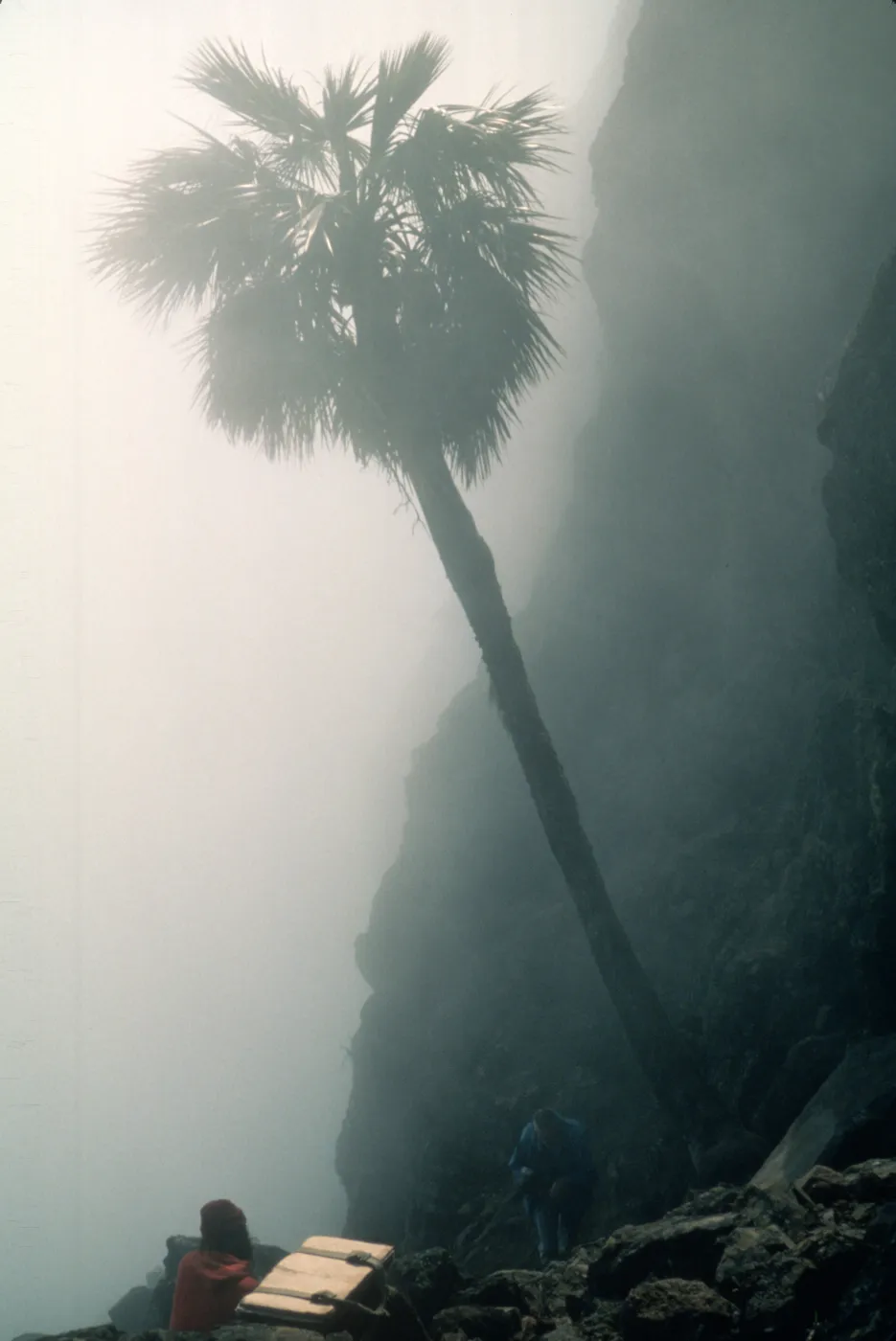 Erythea in mist, Guadalupe Island
