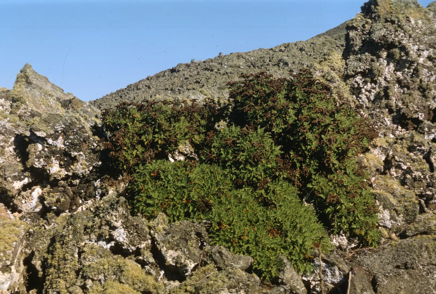 Phacelia ixodes, San Martin Island